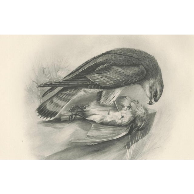 Antique Merlin Falcon with Prey Print by Lilian M. Medland, 1908 For Sale - Image 4 of 10