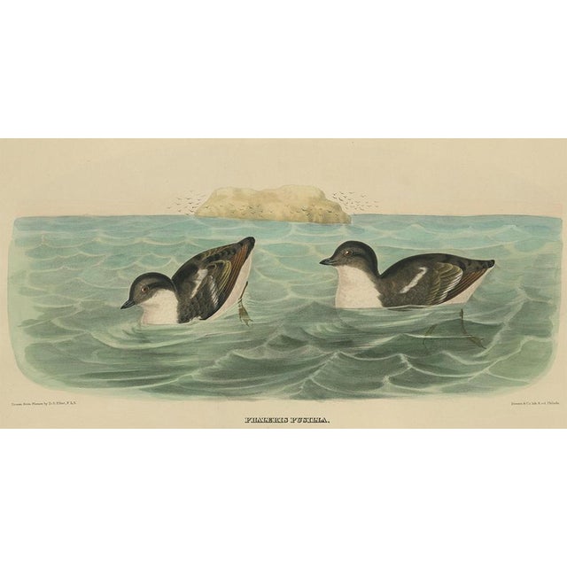 This antique print originates from 'The new and heretofore unfigured species of the birds of North America', published...