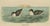This antique print originates from 'The new and heretofore unfigured species of the birds of North America', published...