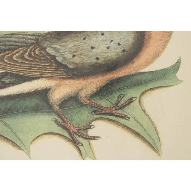 Green Vintage 'The Pigeon of Passage' Engraving after Mark Catesby For Sale - Image 8 of 13
