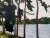 Tall Riverside Pine Trees in the English Countryside with dappled light and shimmering water backdrop, by Contemporary...