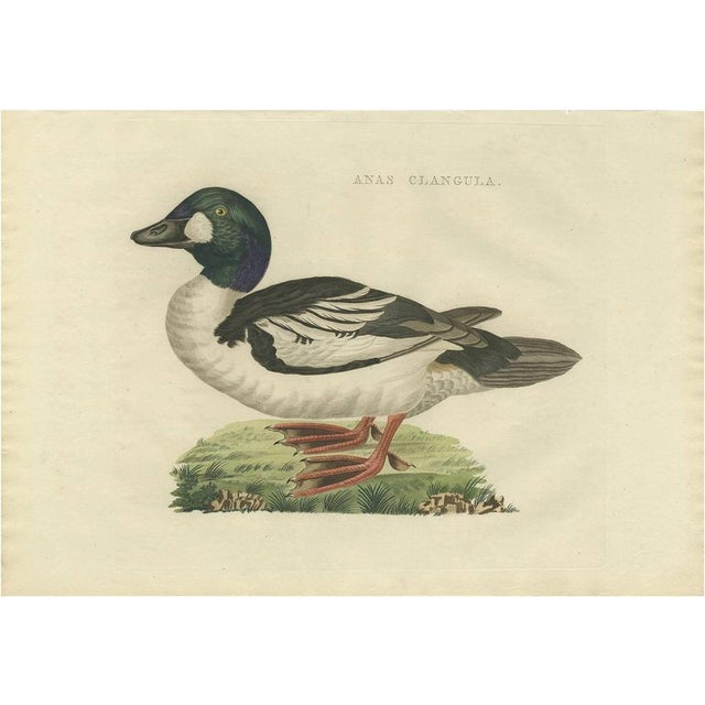 Sepp & Nozeman, Common Goldeneye, 1809, Paper For Sale - Image 6 of 6
