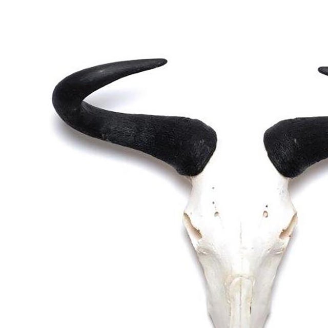 A naturally elegant accent for your collection, this sustainably sourced African Wildebeest horn is cleaned and presented...