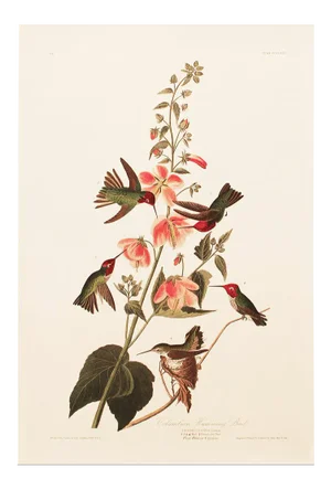 1990s Columbian Humming Bird After Audubon, Large Cottage Print