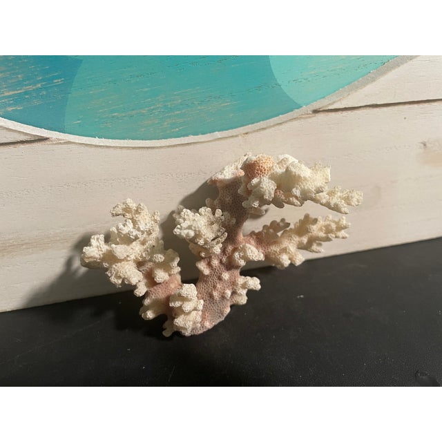 Nautical 5” Natural Stony Coral Specimen From the Scleractinia Order For Sale - Image 3 of 9