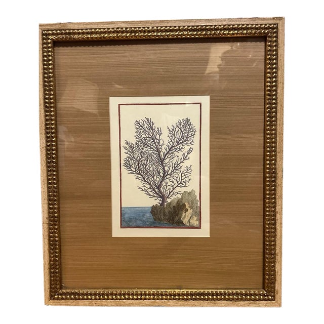 Early 20th Century Hand Colored Tree Engraving For Sale