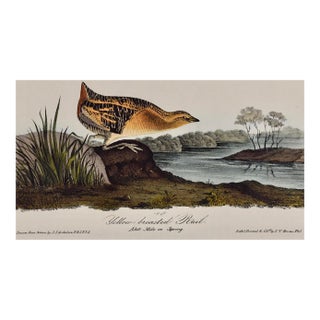 Yellow-Breasted Rail Bird: Original 19th C. Audubon Hand-Colored Lithograph, 1840 For Sale