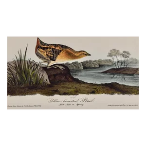 Yellow-Breasted Rail Bird: Original 19th C. Audubon Hand-Colored Lithograph, 1840