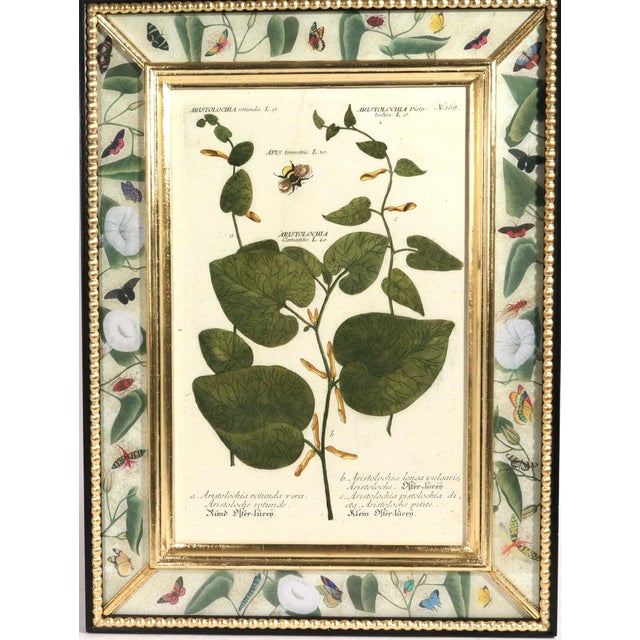 Set of Twelve Botanical Engravings by Johann Weinmann, Circa 1737–1745 For Sale - Image 12 of 16