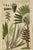 Vintage Boho Botanical Engravings - Set of 2 For Sale In West Palm - Image 6 of 10