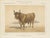 After Charles Olivier de Penne, Baretonne Bull with Frontlet, French Cattle, 1863, Chromolithograph For Sale - Image 9 of 9