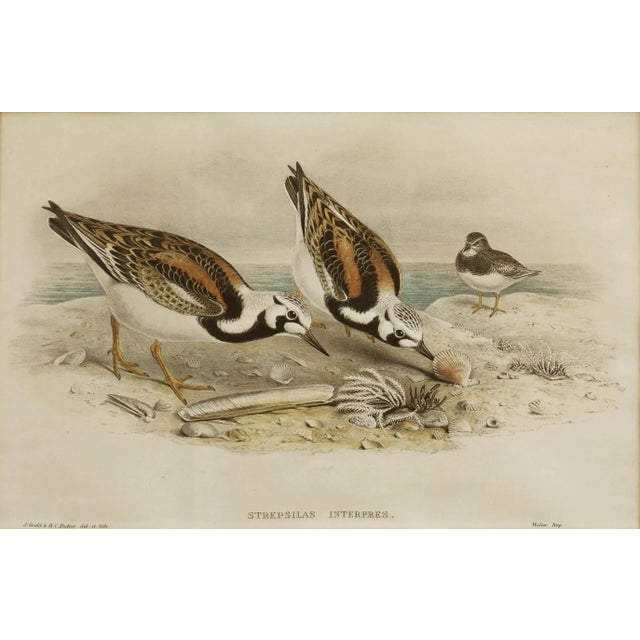 "Strepsilas Interpres." John Gould Turnstone lithograph c.1850 by John Gould (England, 1804-1881). Print by J. Gould &...