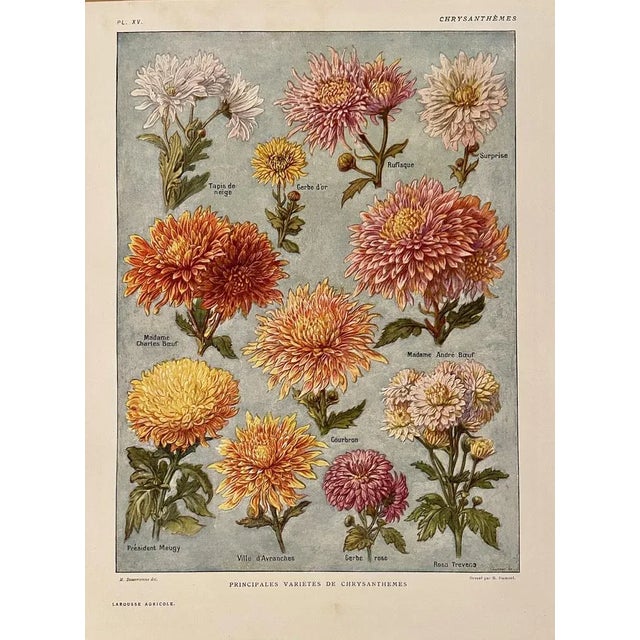 1920s Maurice Dessertenne, Chrysanthemums, 1920, Lithographic Engraving For Sale - Image 5 of 5