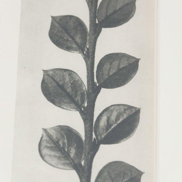 Karl Blossfeldt, Black and White Botanical Image, 1942, Photogravure, Framed For Sale - Image 11 of 17