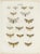Set of five antique prints depicting various butterflies and moths. These prints originate from 'Die Schmetterlinge (\.)'...