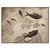 Fossil Fish Mural 7009cm For Sale