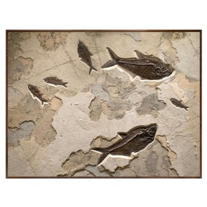 Fossil Fish Mural 7009cm