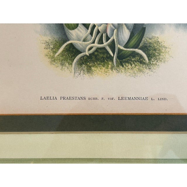Late 19th Century A. Goossens 1890 Antique Botanical Color Lithograph of Laelia Praestans Orchids For Sale - Image 5 of 6