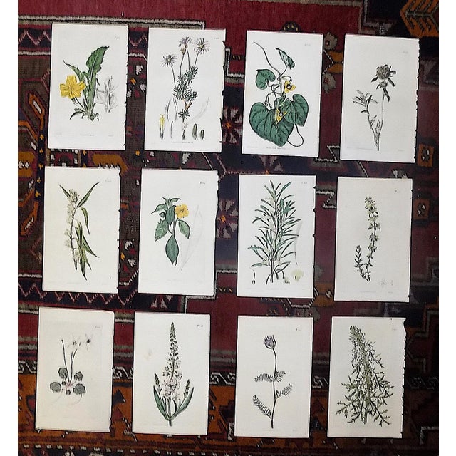 Printmaking Materials Authentic Antique Early 19th Century Hand Colored Copperplate Botanical Engravings - Set of 12 For Sale - Image 7 of 7