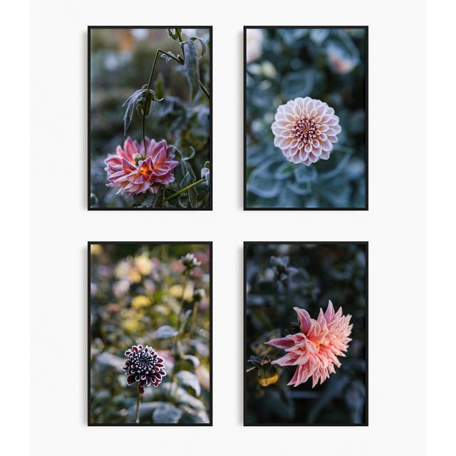 Paper 'First Frost / Final Bloom' Set of Botanical Photographs, Floral Art Series of Four 12 X 18" Fine Art Photography Prints For Sale - Image 7 of 7