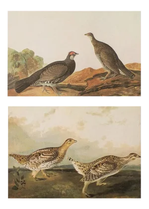 Dusky Grous and Sharp-Tailed Grous After Audubon, 1966 Cottage Prints