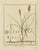 Botanical Illustrations, 1819, Paper, Set of 3 For Sale - Image 4 of 6