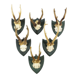 Set of Six Roe Deer Trophies on Wooden Plaques Salem Germany Ca. 1900s