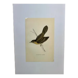 Antique Hand Tinted Bird Print From England Featuring a Brown & Tan Grasshopper Warbler - Circa 1888