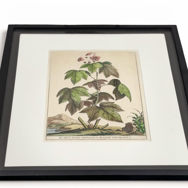 Wood 1696 Flowering Raspberry Hand-Colored Botanical Engraving by Abraham Munting For Sale - Image 7 of 8