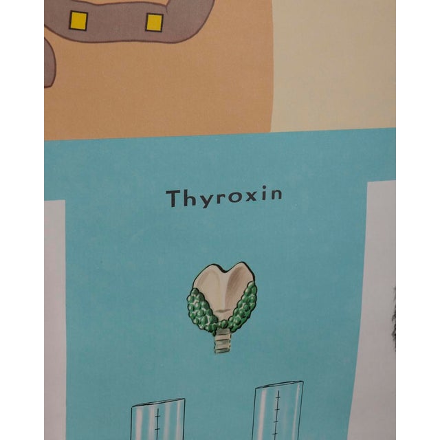 School wall poster printed on canvas paper, "Hormones, the active substances of the body", produced by Lehrmittelverlag...