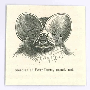Paul Gervais, Molosse, Original Lithograph, 1854