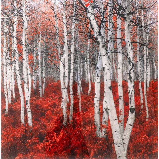 A contemporary large-format triptych photograph titled "Rouge" by Peter Lik. Hand signed with authentication on verso...