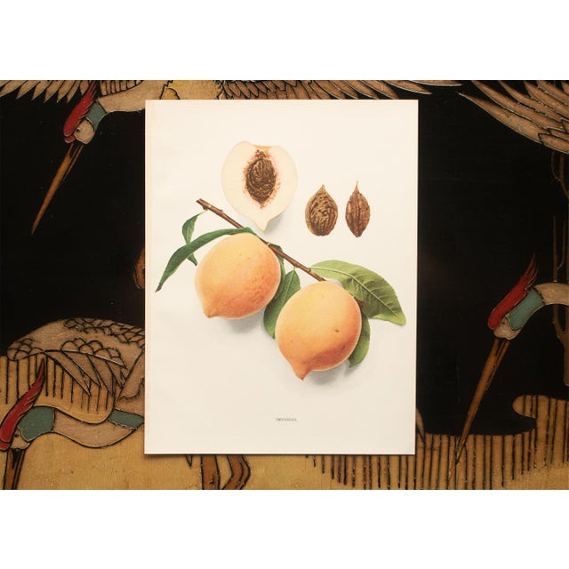 1900s U. P. Hedrick, Original Antique Photogravure of Imperial Peaches For Sale In Dallas - Image 6 of 7