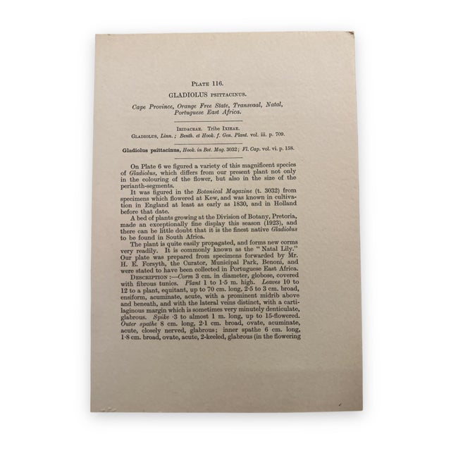 Wood 1920s Vintage Gladiolus Botanical Print Framed With Accompanying Text Page For Sale - Image 7 of 9