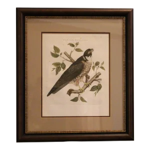Falco Subbuteo From Dutch Natural History Compendium