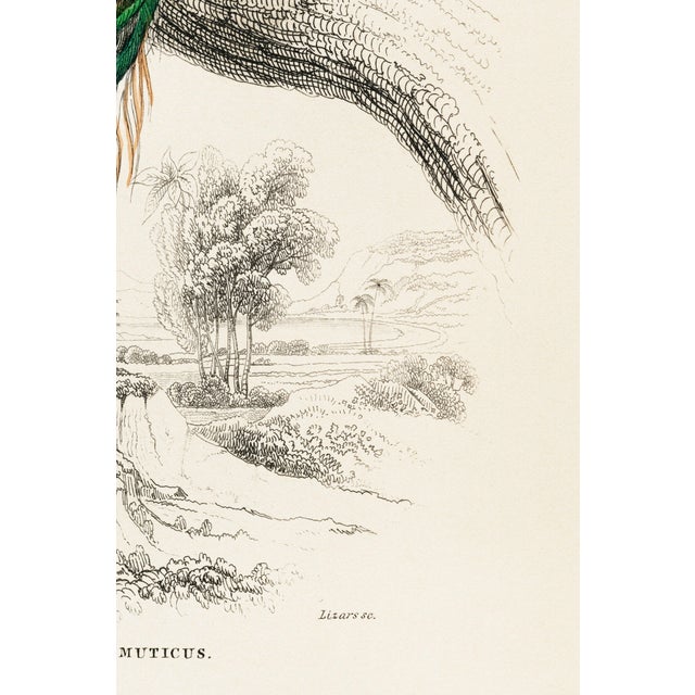 Japanese Peacock on Branch (Pavo Muticus), Vintage Art Print Reproduction, 24″ × 36″ For Sale - Image 3 of 6