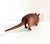 Rustic Vintage Hand-Carved Wooden Armadillo Sculpture – Southwestern Folk Art Figure, Articulated Carving, Signed 1991 For Sale - Image 3 of 12