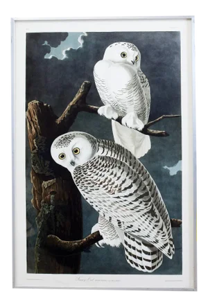 Audubon Snowy Owl Plate #121 Havell Oppenheimer Edition