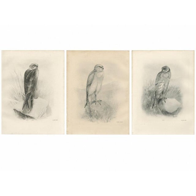 Stonham, British Harrier Bird, 1908, Lithographs, Set of 2 For Sale - Image 3 of 9