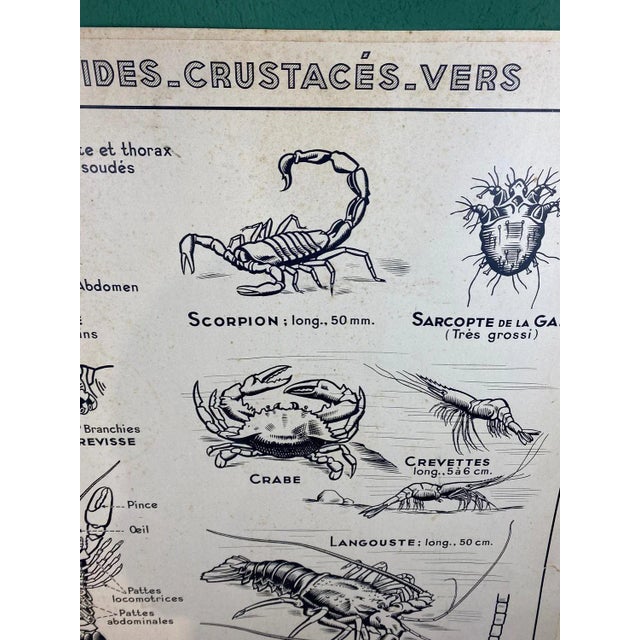 1960s French Double-Sided Poster of Mollusks and Crustaceans For Sale - Image 5 of 18