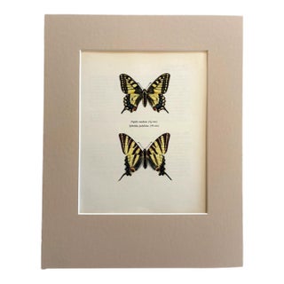 Vintage 1965 Swallowtail Butterfly Print: Papilio Machaon/Iphiclides Podalirius For Sale