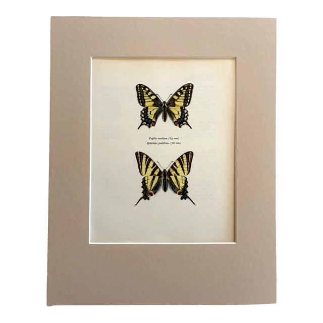 Vintage 1965 Swallowtail Butterfly Print: Papilio Machaon/Iphiclides Podalirius For Sale