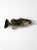 This vintage largemouth bass wall mount features a realistic taxidermy-style presentation with detailed form and natural...
