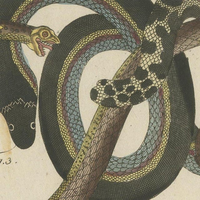 Bertuch, Four Snakes in Colourful Coils, 1805, Print For Sale - Image 4 of 12