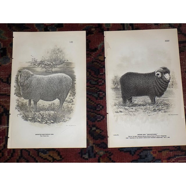 Authentic Antique 19th Century Sheep Stone Lithographs - Set of 12 For Sale - Image 4 of 9