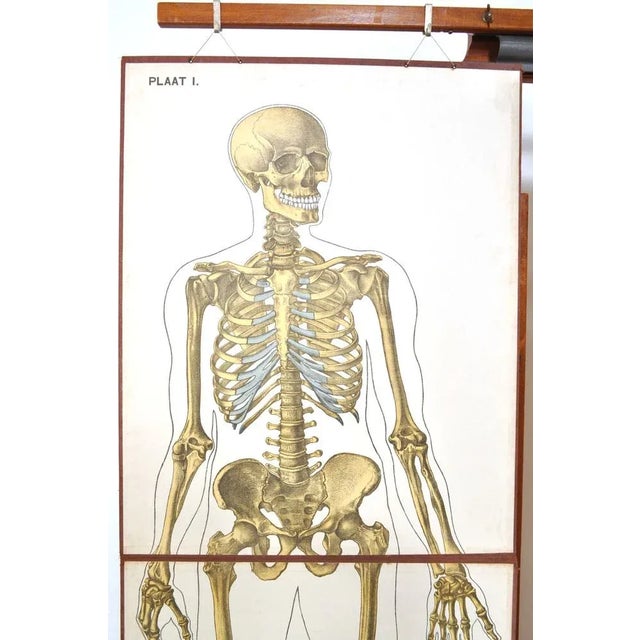 Human Foldable Anatomical Wall Charts, 1920s, Set of 2 For Sale - Image 3 of 11