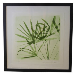Madeline and Robert Longstreet Botanical "Lady Palm" Photographic Print For Sale