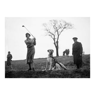 'Canine Caddie' Unframed Archival Pigment Print For Sale