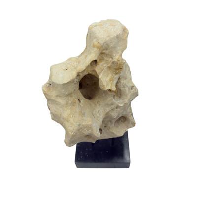 2010s Indonesian Coral Stone On Teak Stand For Sale - Image 5 of 5