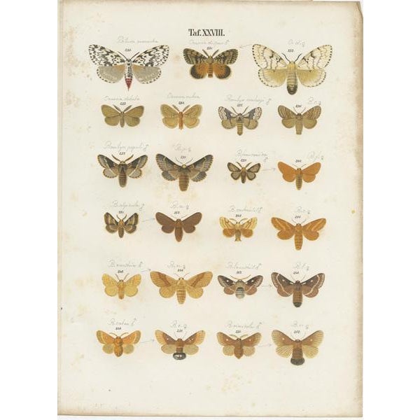 Ramann, Butterflies and Moths, 1870, Paper, Set of 5 For Sale - Image 4 of 7